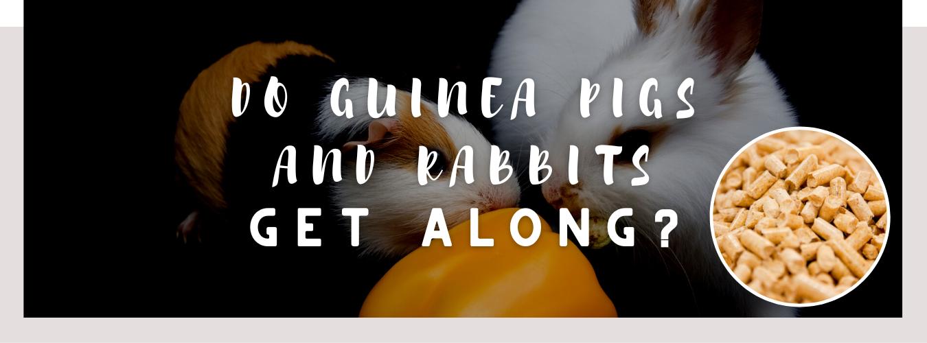 do guinea pigs and rabbits get along
