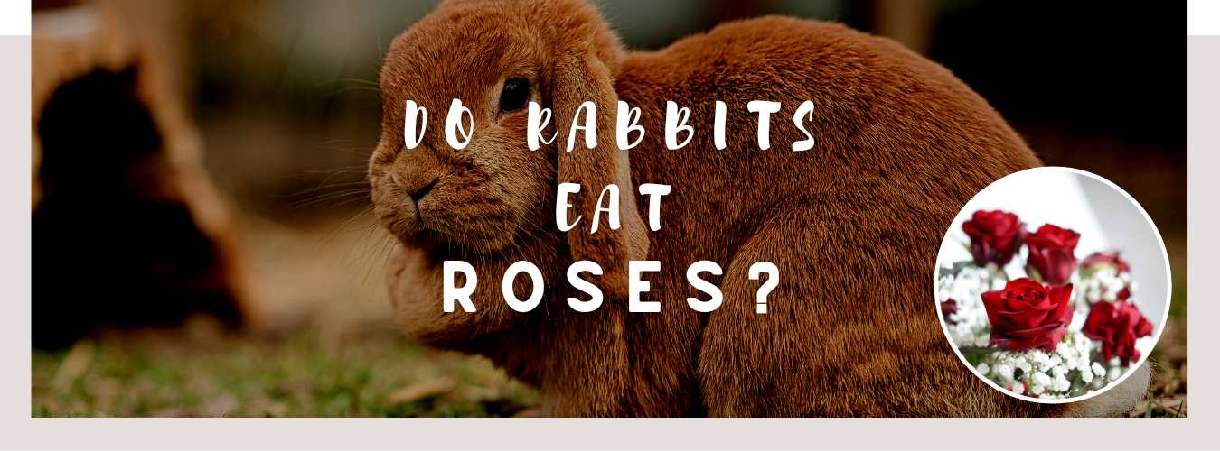 do rabbits eat roses