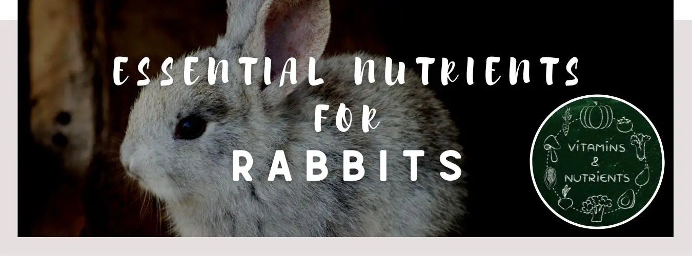 essential nutrients for rabbits