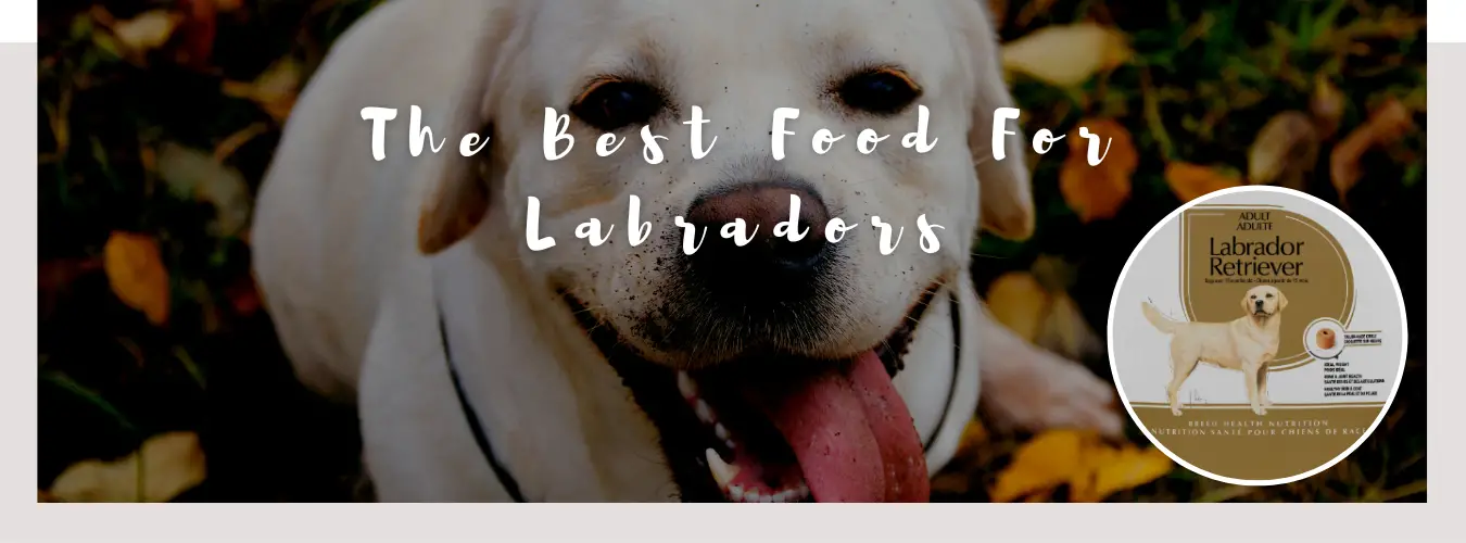 Best Food for Labradors: A Comprehensive Guide for Optimal Nutrition