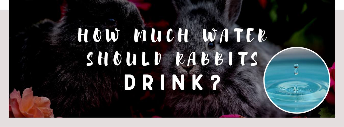 how much water should rabbits drink