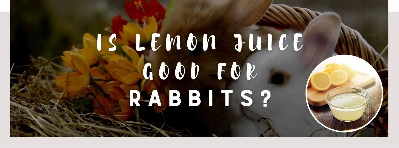 is lemon juice good for rabbits