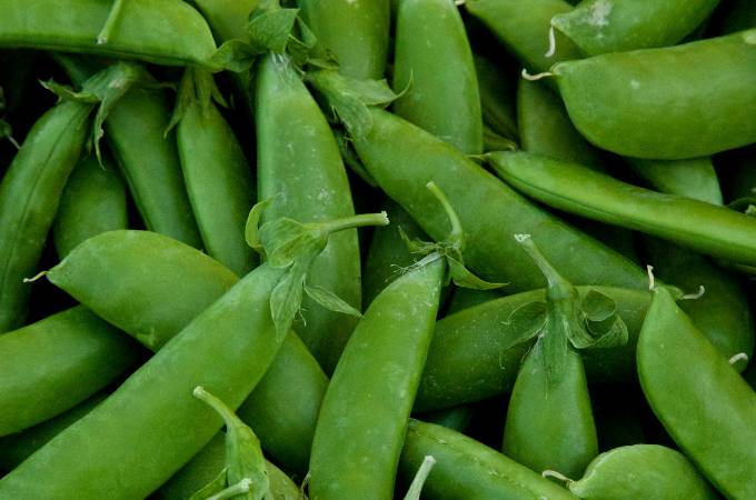 ᐅ Can Rabbits Eat Snap Peas? | Toxic or Healthy