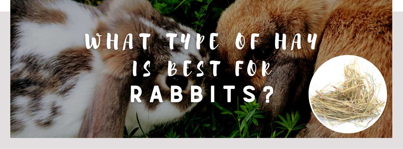 what type of hay is best for rabbits