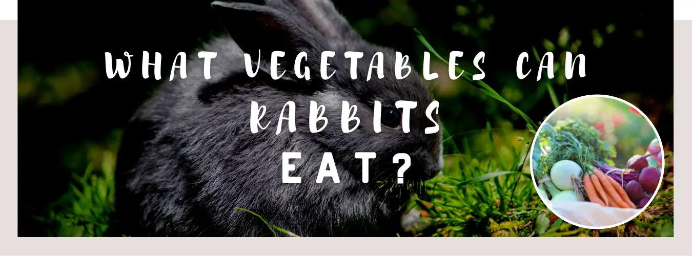 what vegetables can rabbits eat