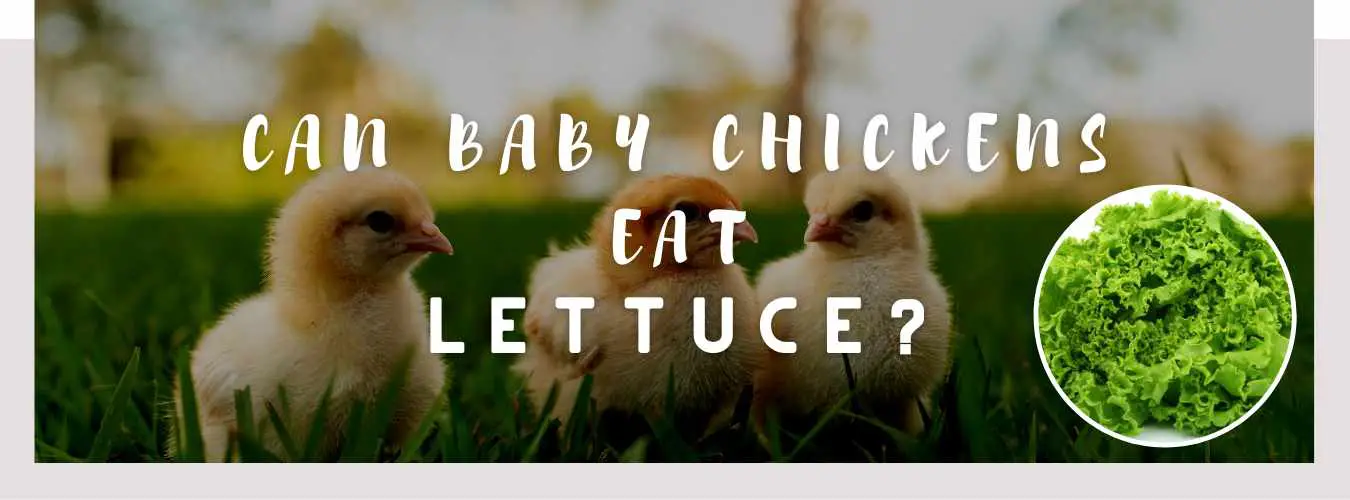 can baby chickens eat lettuce