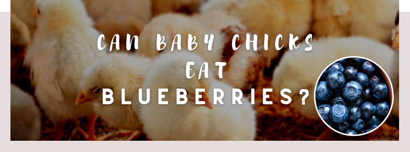 can baby chicks eat blueberries