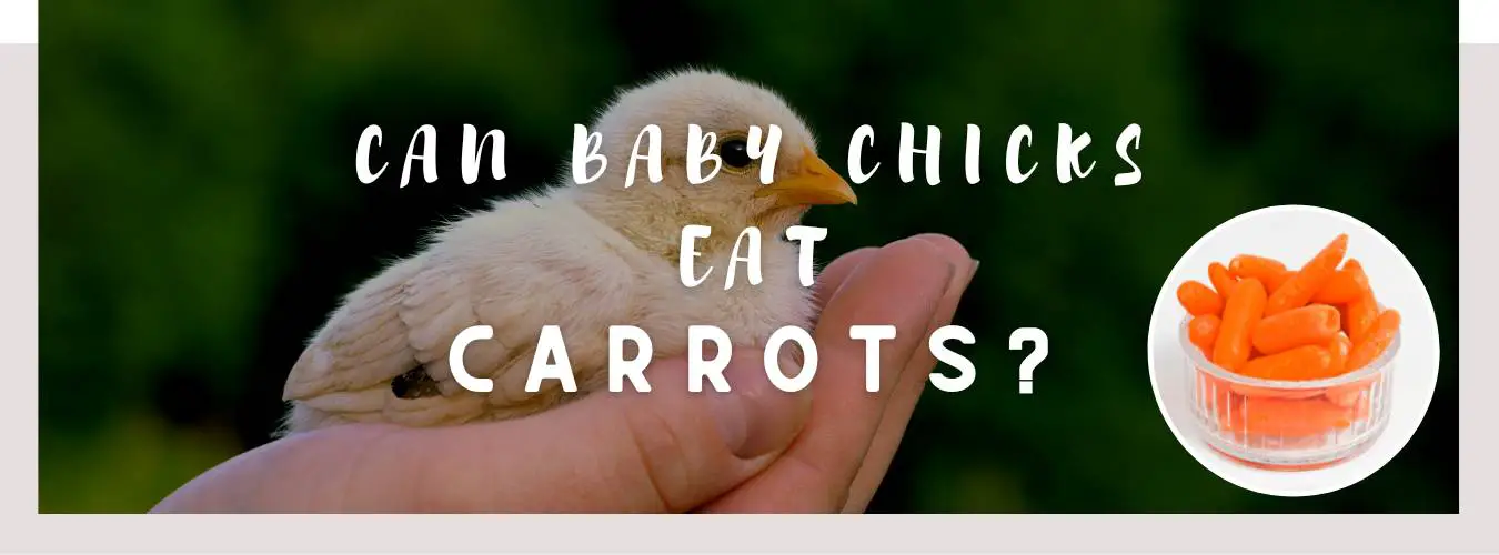 can baby chicks eat carrots