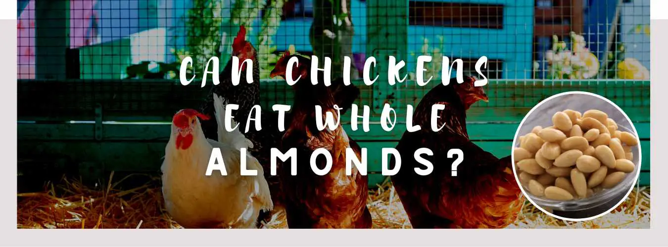 can chickens eat whole almonds