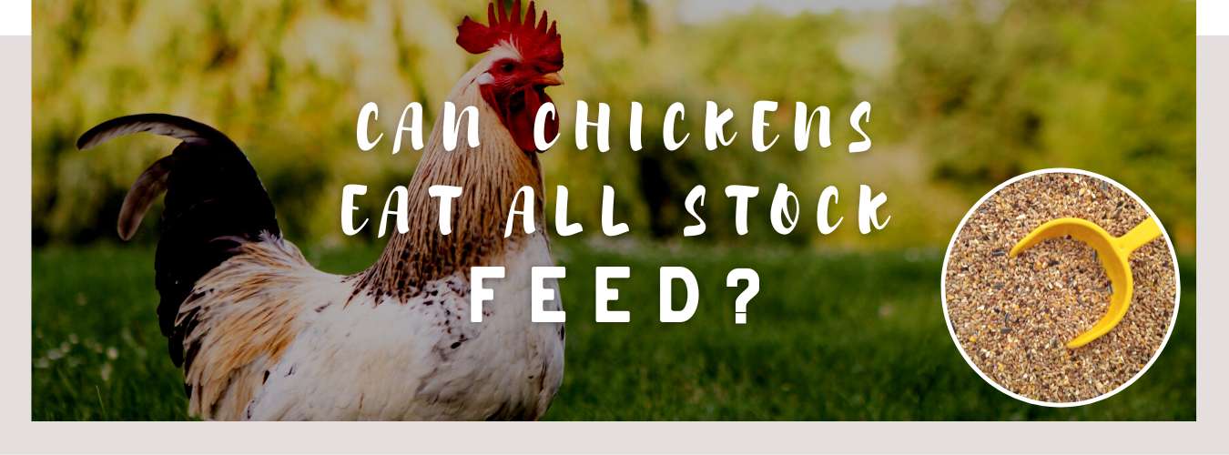 can chickens eat all stock feed