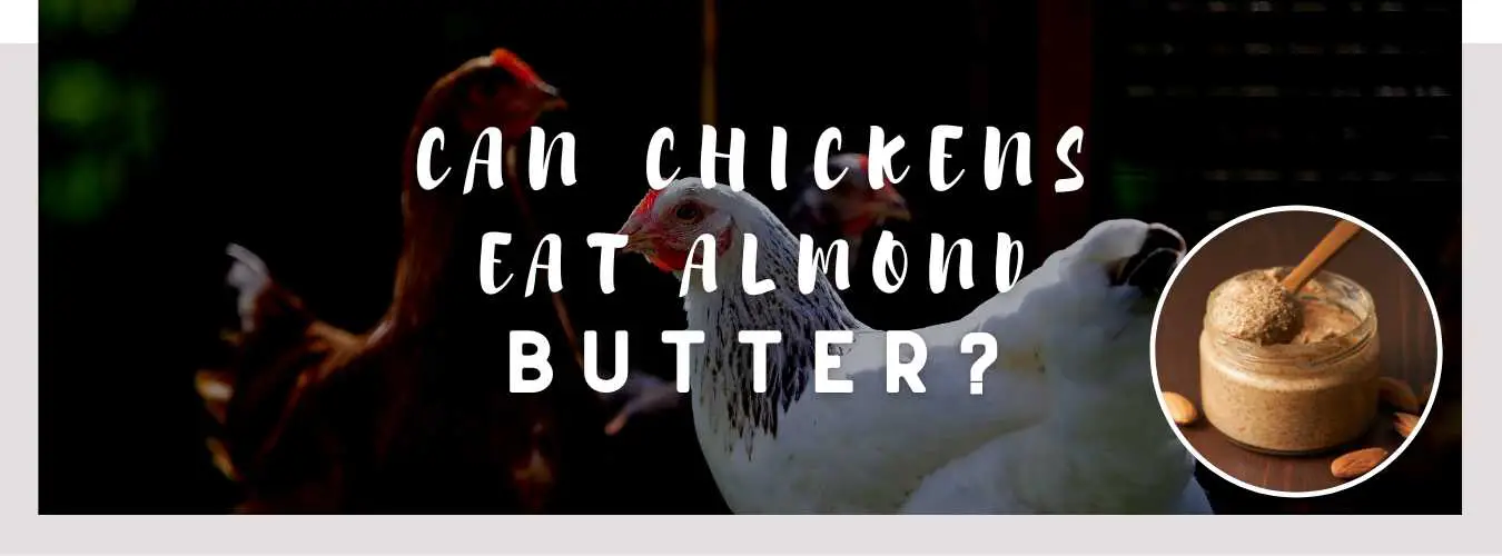 can chickens eat almond butter