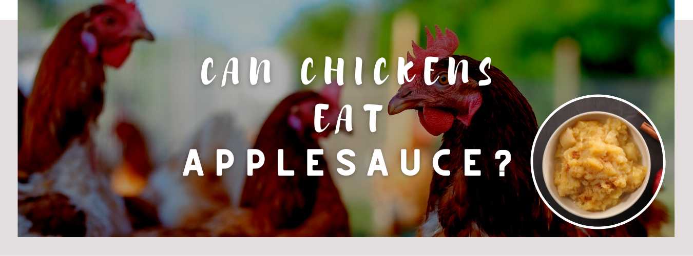 can chickens eat applesauce