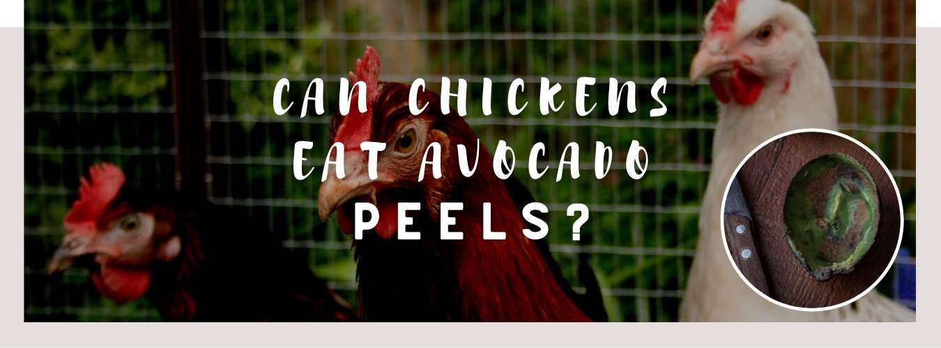 can chickens eat avocado peels