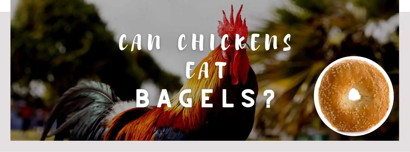 can chickens eat bagels