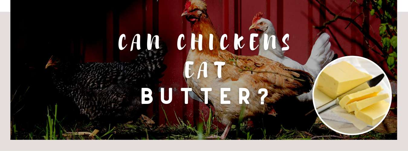 can chickens eat butter
