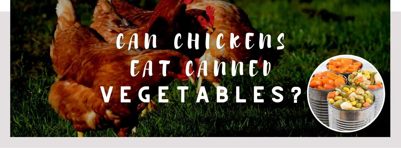 can chickens eat canned vegetables