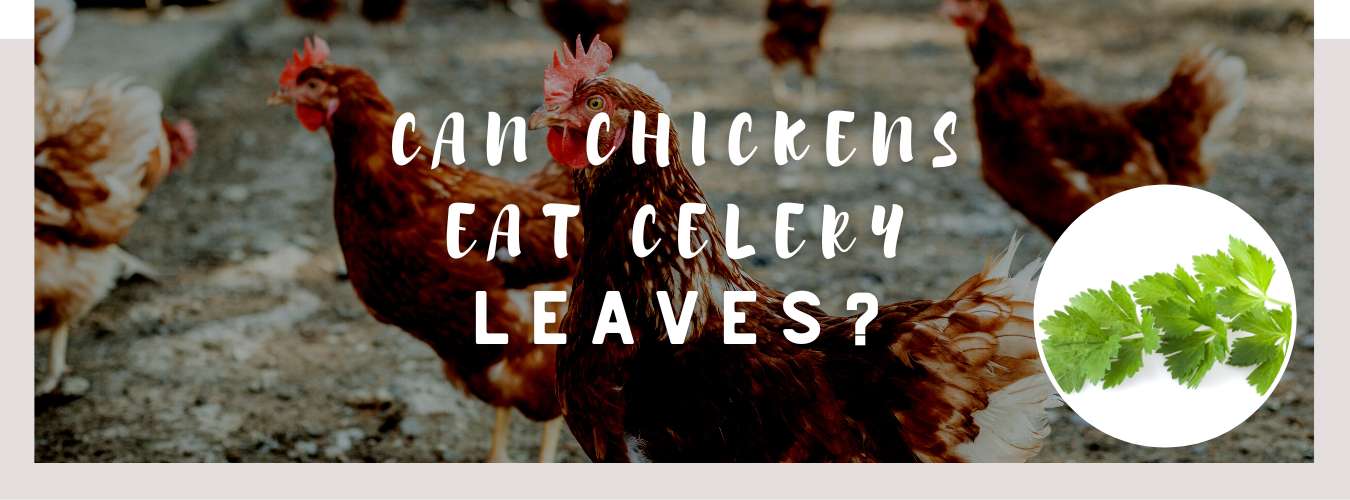 can chickens eat celery leaves