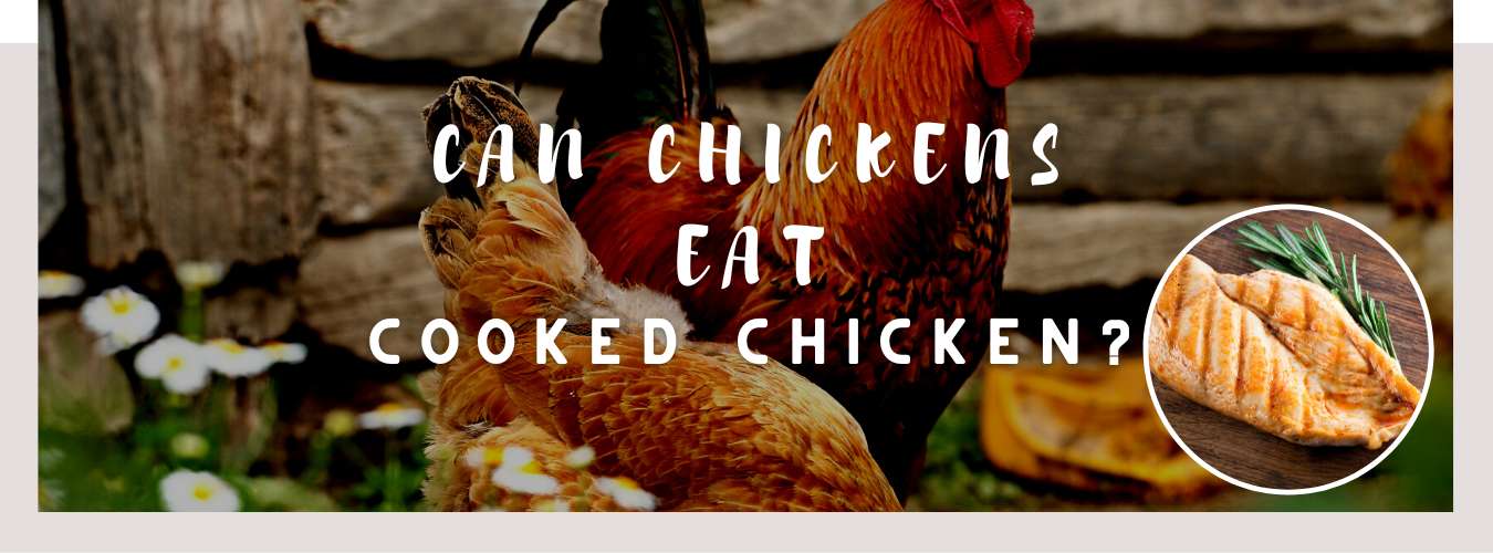 can chickens eat cooked chicken