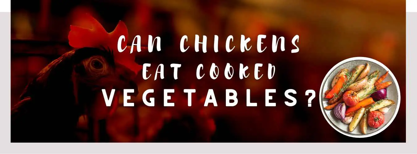 can chickens eat cooked vegetables