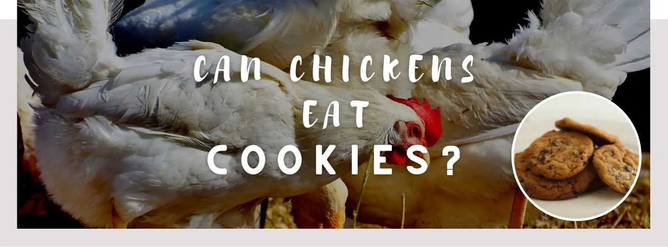 can chickens eat cookies