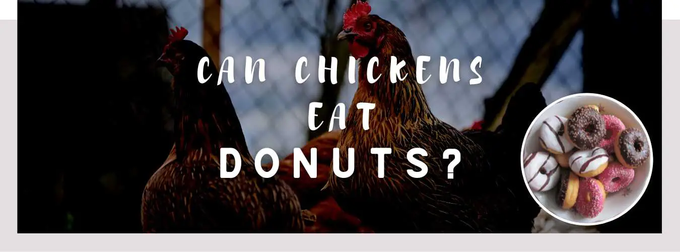 can chickens eat donuts