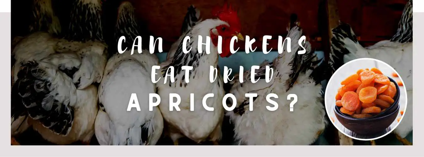 can chickens eat dried apricots