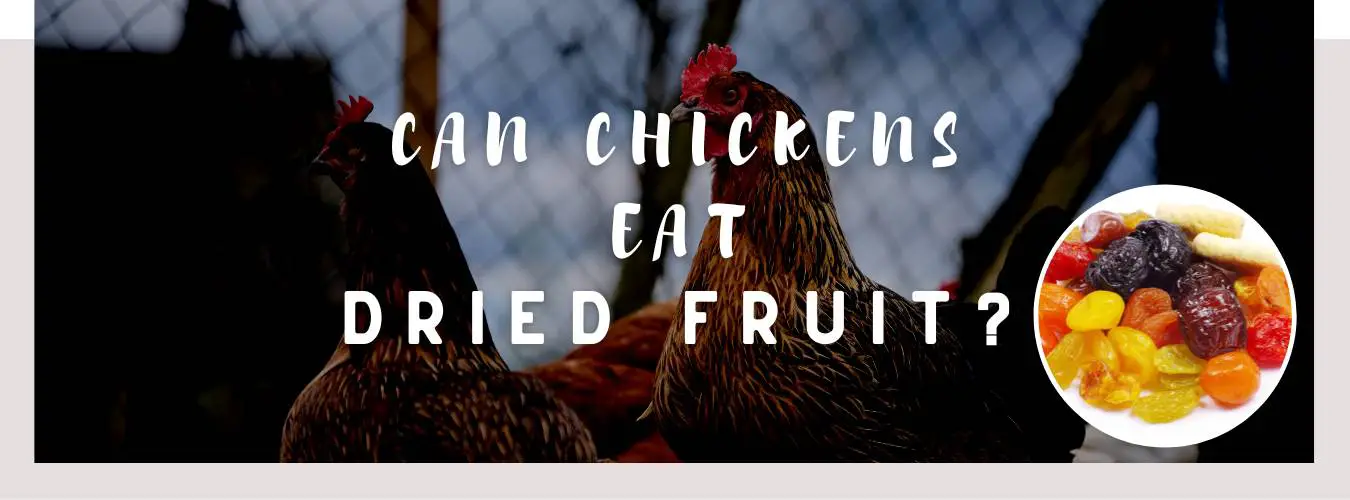 can chickens eat dried fruit