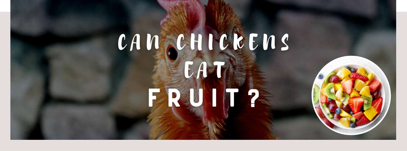 can chickens eat fruit