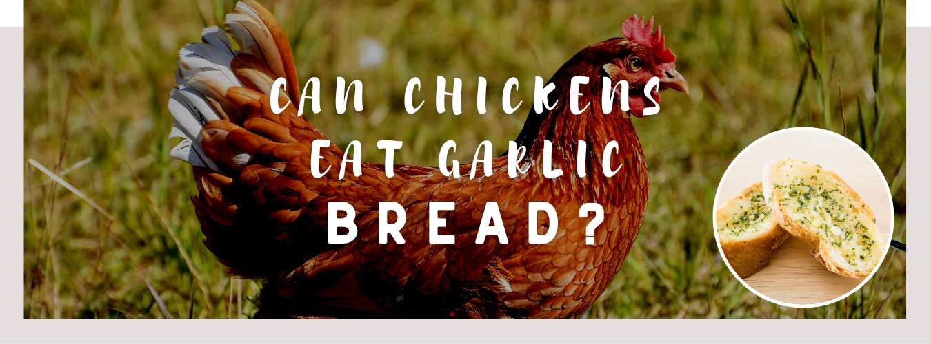 can chickens eat garlic bread