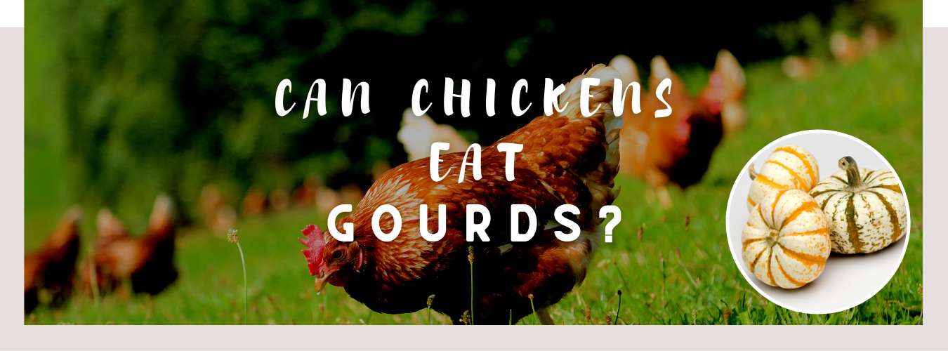 can chickens eat gourds