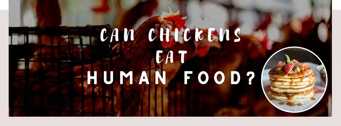 can chickens eat human food