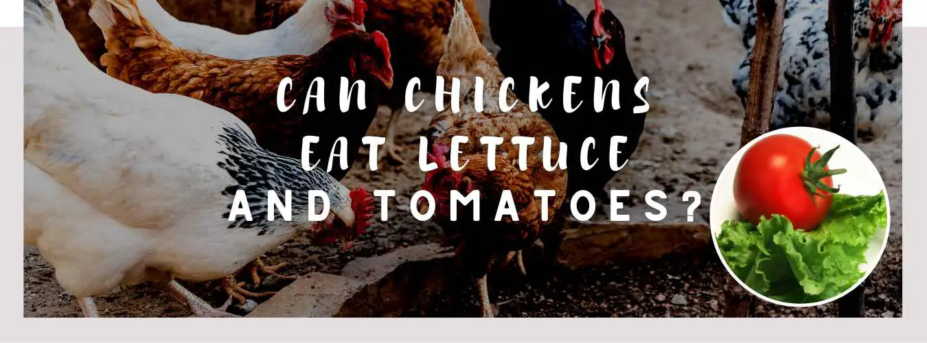 can chickens eat lettuce and tomatoes