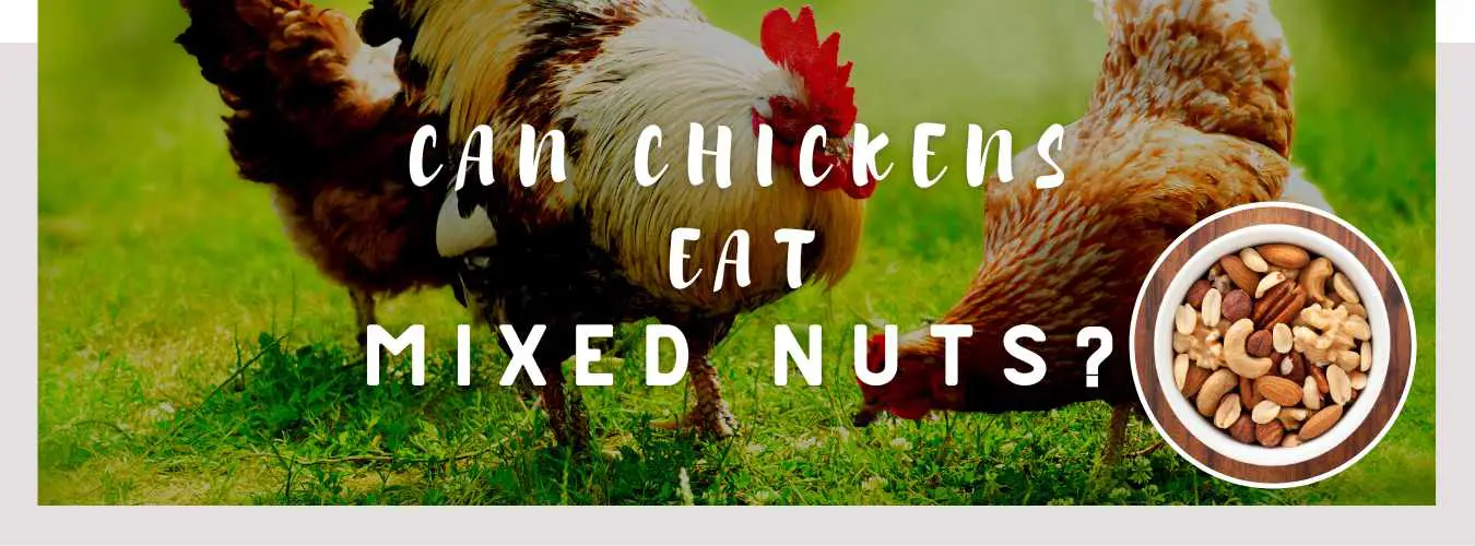 can chickens eat mixed nuts