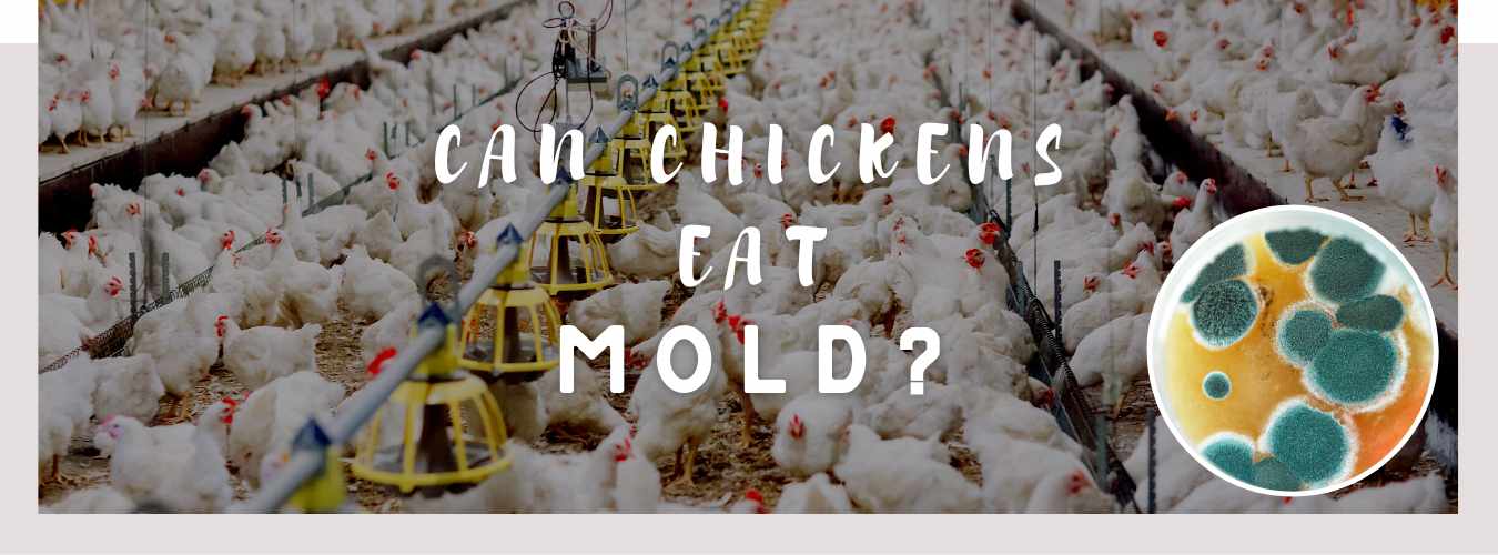 can chickens eat mold