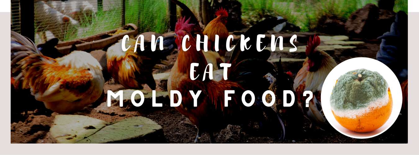can chickens eat moldy food