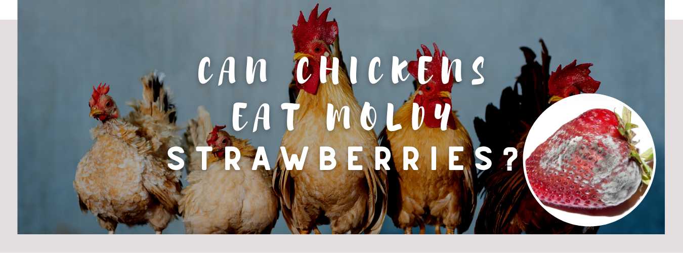 can chickens eat moldy strawberries