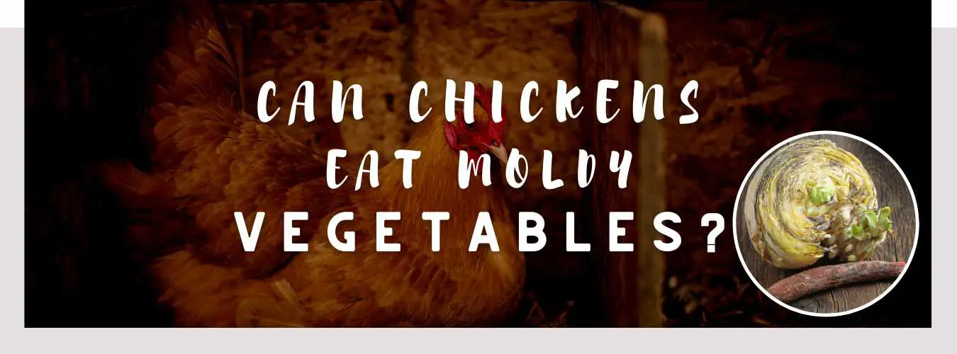 can chickens eat moldy vegetables