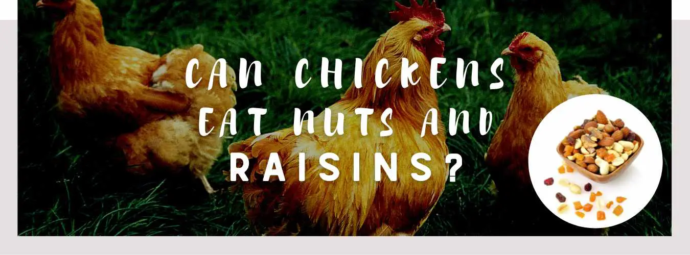 can chickens eat nuts and raisins
