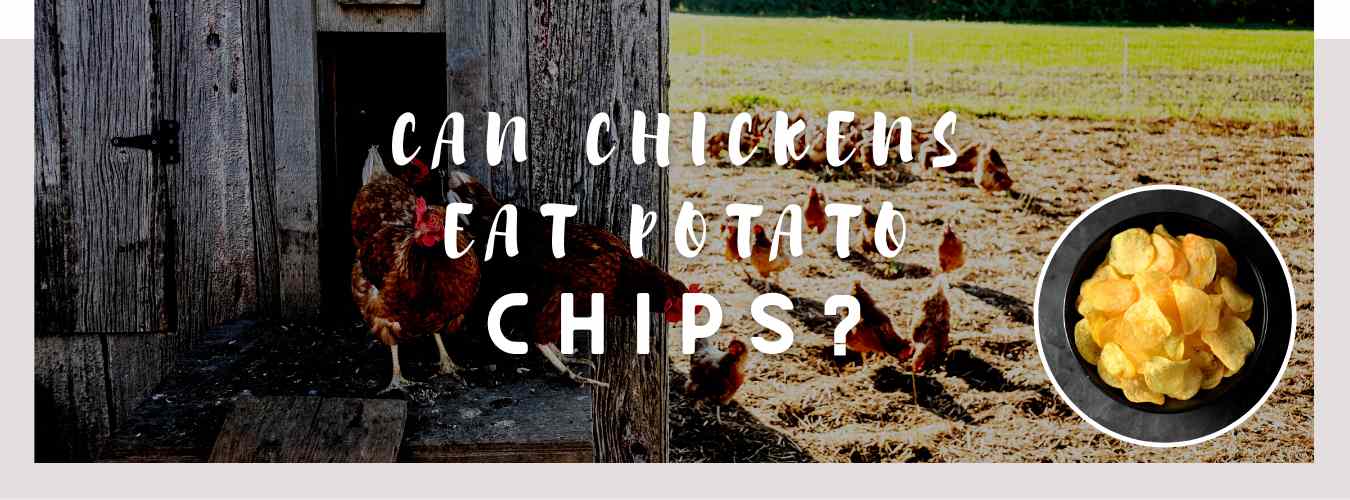 can chickens eat potato chips