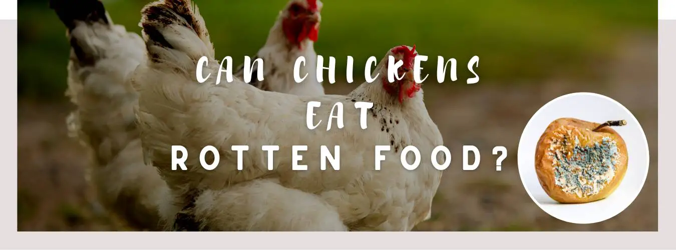 can chickens eat rotten food