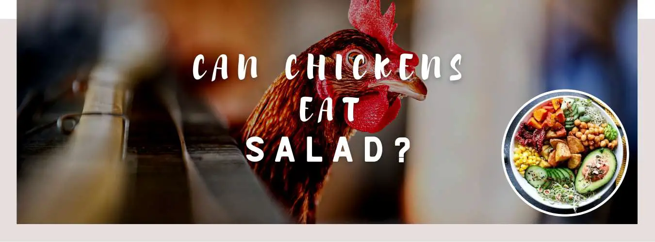 can chickens eat salad