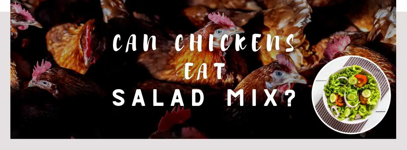 can chickens eat salad mix