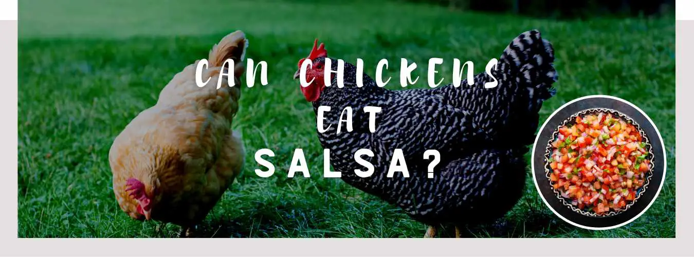 can chickens eat salsa