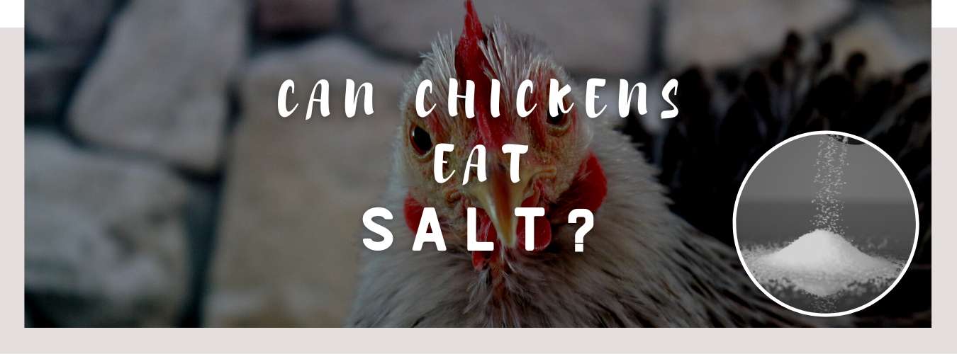 can chickens eat salt