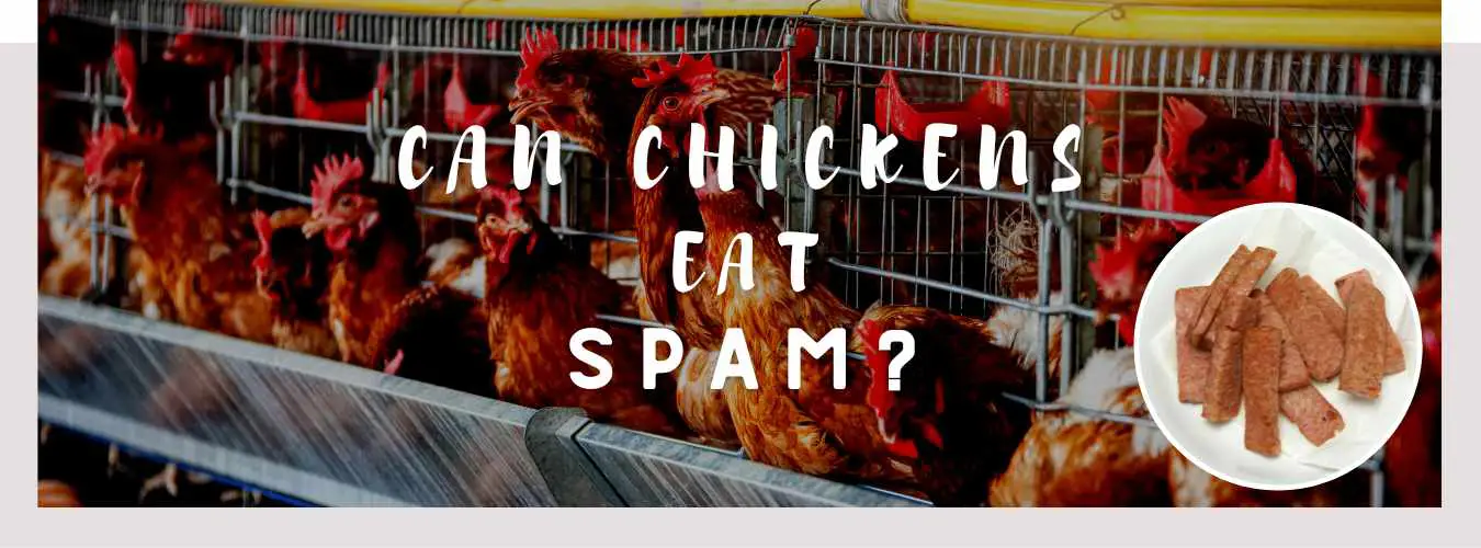 can chickens eat spam