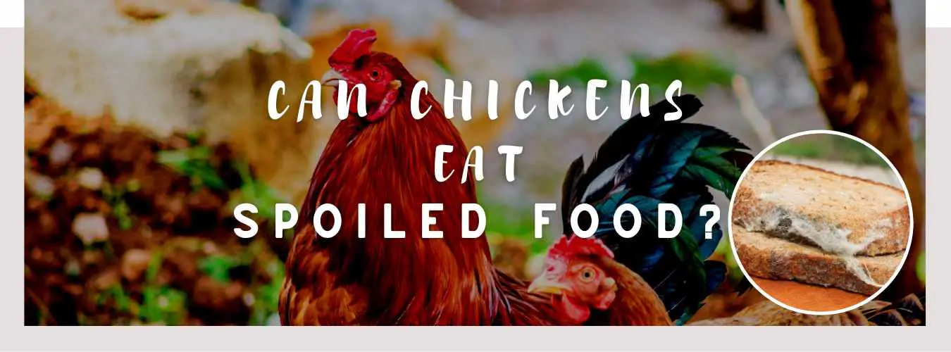 can chickens eat spoiled food