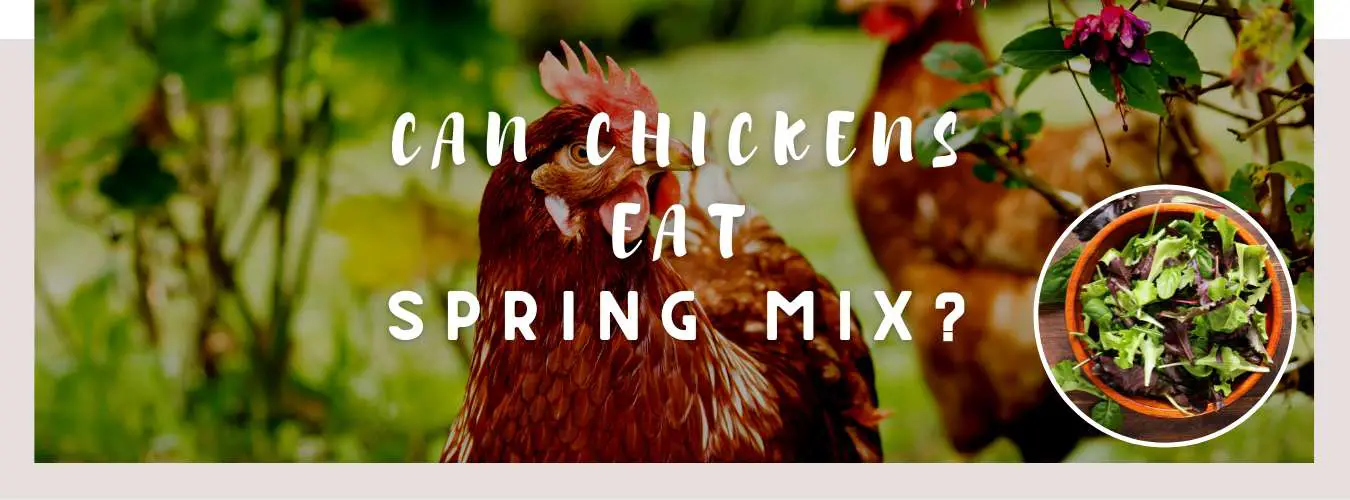 can chickens eat spring mix