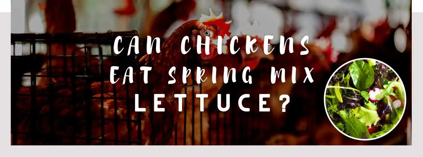 can chickens eat spring mix lettuce