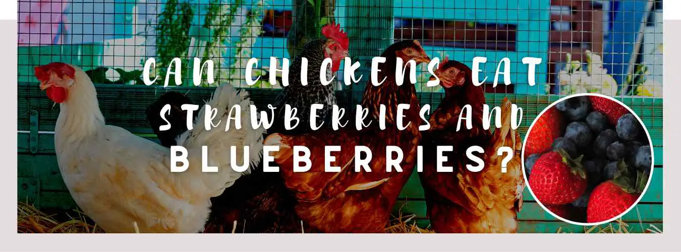 can chickens eat strawberries and blueberries