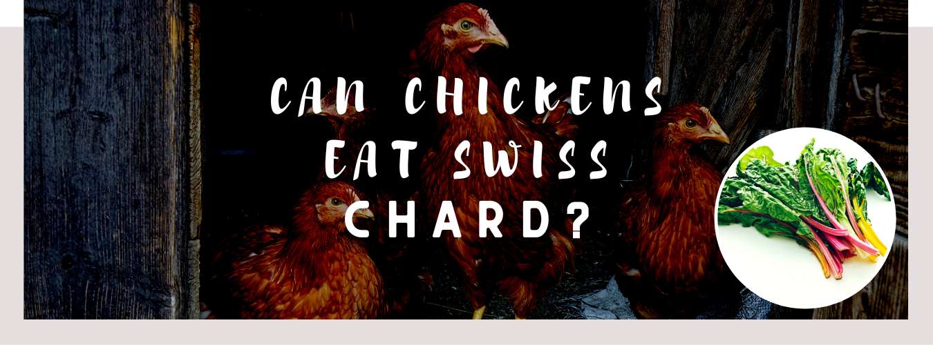 can chickens eat swiss chard
